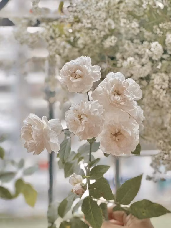 Tuy nhiên, nơi MC Đan Lê tâm đắc nhất trong căn hộ là khoảng ban công nhỏ trồng nhiều cây và hoa.