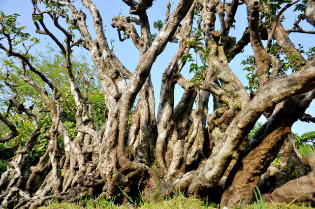 Cây khế thuộc vào loại "hiếm có, khó tìm" bởi hình dáng tự nhiên, độc đáo. Ảnh: Dân trí