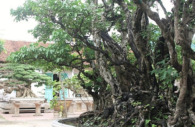 Ông Ngọ cho biết, để tìm được một cây khế có hình dáng độc đáo, tuổi đời lâu năm như thế này không phải dễ dàng. Hơn nữa, ông Ngọ vẫn muốn giữ lại cây để cắt tỉa, tạo thế thêm cho hoàn chỉnh rồi mới nhượng lại. Ảnh: Thuonghieusanpham