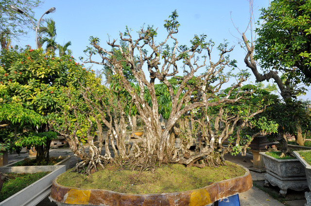 Từ rễ hàng chục các nhánh cây đua nhau mọc lên tựa như những con rồng uốn mình bay lượn. Ảnh: Dân trí