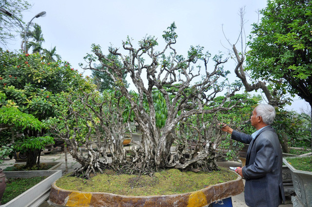 Ông Nguyễn Văn Ngọ (Thạch Thất, Hà Nội) được giới chơi cây cảnh biết đến khi sở hữu khế cổ thụ khoảng 300 năm tuổi. Cây được ông mua lại của một nghệ nhân ở Tiền Giang. Ảnh: Dân trí