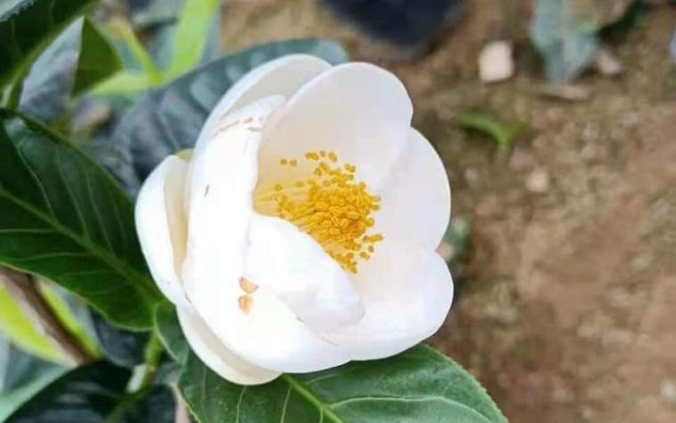 Thế nhưng, chỉ một thời gian sau, "cơn sốt" bạch hải đường đã bắt đầu có dấu hiệu "hạ nhiệt". Giá các cây hoa cũng giảm liên tục theo ngày. Ảnh: Facebook