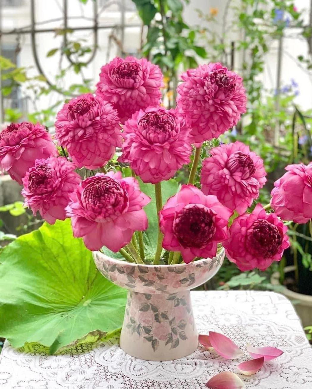 Nhưng hiện tại, lúc đầu mùa, hoa sen ngàn cánh chỉ có giá khoảng 100.000 - 120.000 đồng/bó và sau đó rớt xuống còn 60.000 - 80.000 đồng/bó tùy loại. Ảnh: Facebook