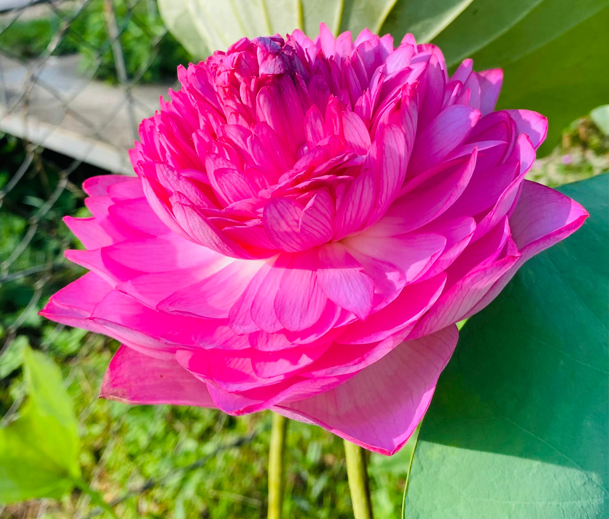 Hơn nữa, việc nông dân mở rộng diện tích trồng sen ngàn cánh cũng đẩy giá hoa lao dốc. Ảnh: Facebook