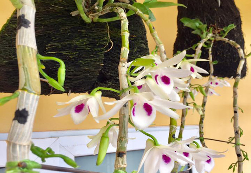 Thậm chí, những chậu lan chưa ra hoa, mới chỉ là những mầm mới lên được định giá lên đến hàng tỷ đồng cho mỗi cm. Ảnh: Dân Việt
