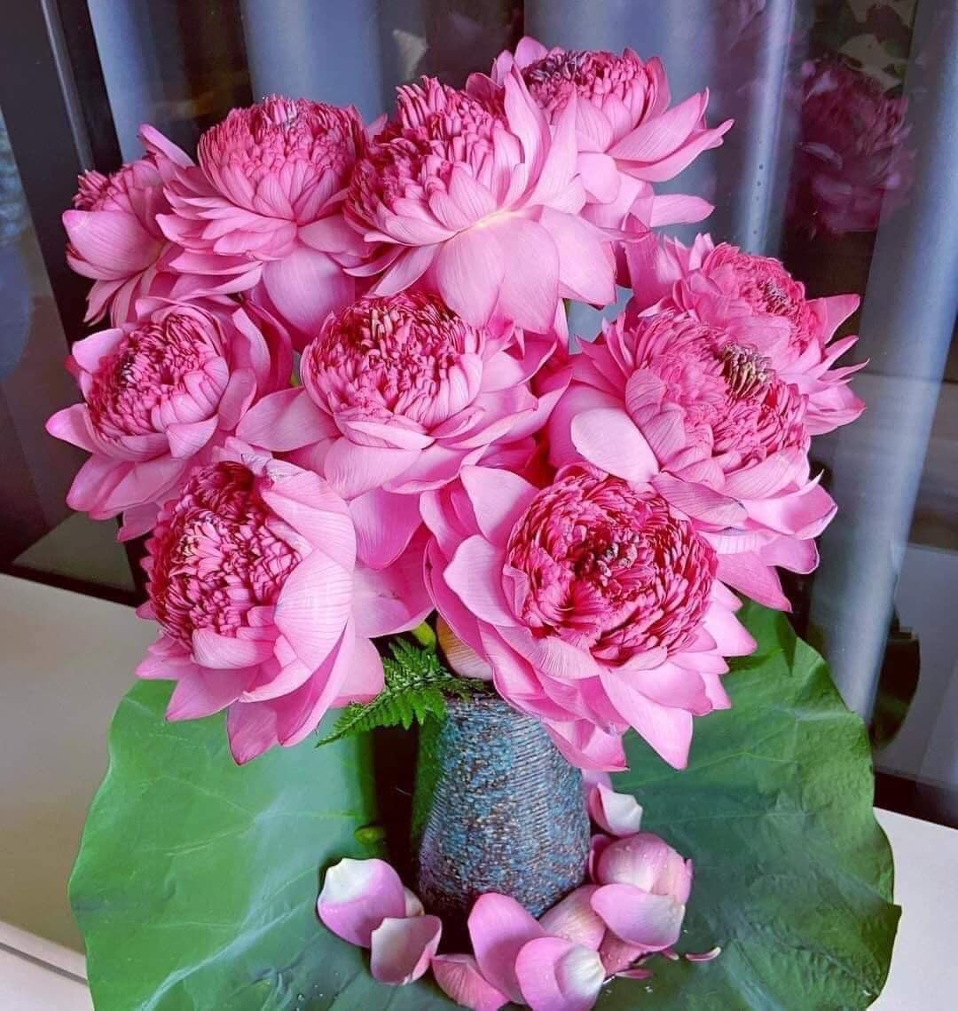 Thời điểm đó, giá sen nhìn cánh có lúc lên tới gần nửa triệu đồng/bó (10 bông) nhưng không có để mua. Ảnh: Facebook