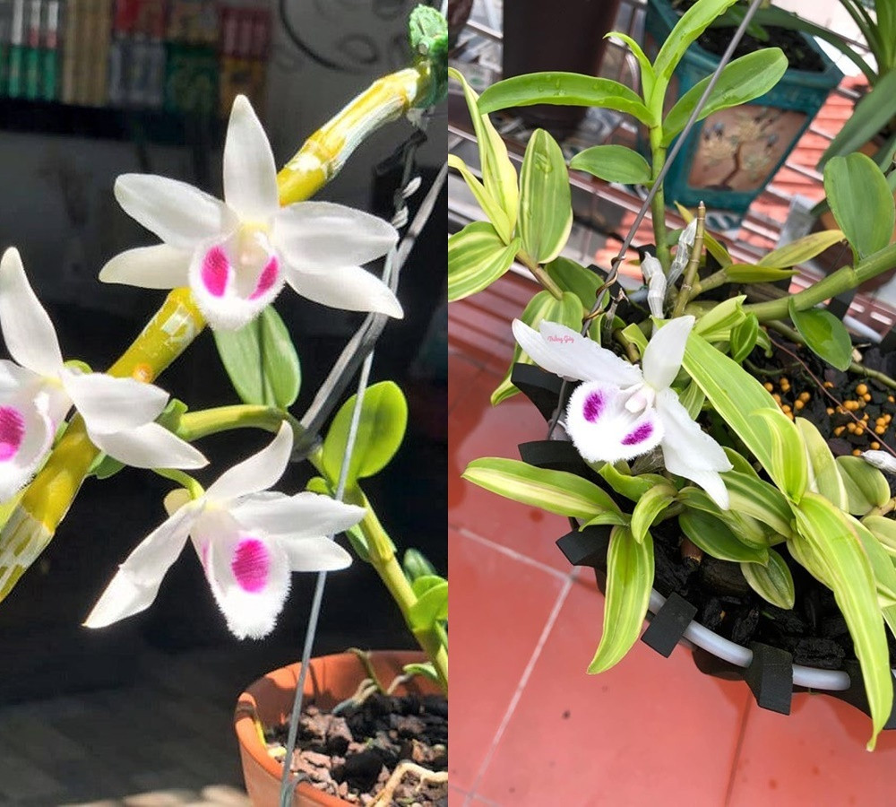 Tuy nhiên, đến năm 2022, những cái tên như Hiển Oanh, Phú Thọ, Bảo Duy, Bạch Tuyết... bỗng được rao bán với giá rẻ hơn rau muống. Ảnh: Facebook