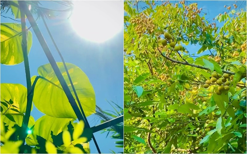 Mới đây, đạo diễn Hiếu Vick khoe những khoảnh khắc trong khu vườn xanh mướt và chia sẻ: "Bản update mùa hè mặc dù ở đây chúng tôi thực sự không có mùa hè, chỉ có 2 mùa yêu và nhớ". Ảnh: FB Lê Hiếu