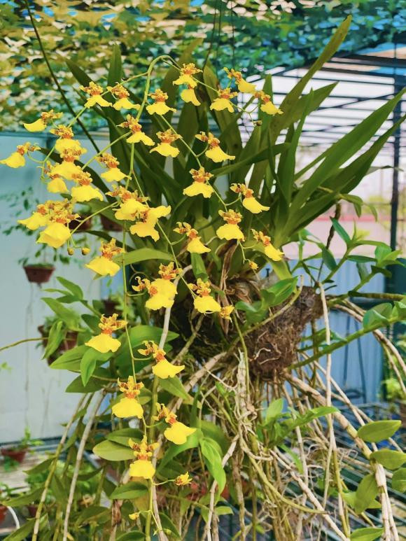 Vườn lan được trang bị hệ thống tưới tự động, trổ rất nhiều hoa. Ảnh: FB Lê Hiếu