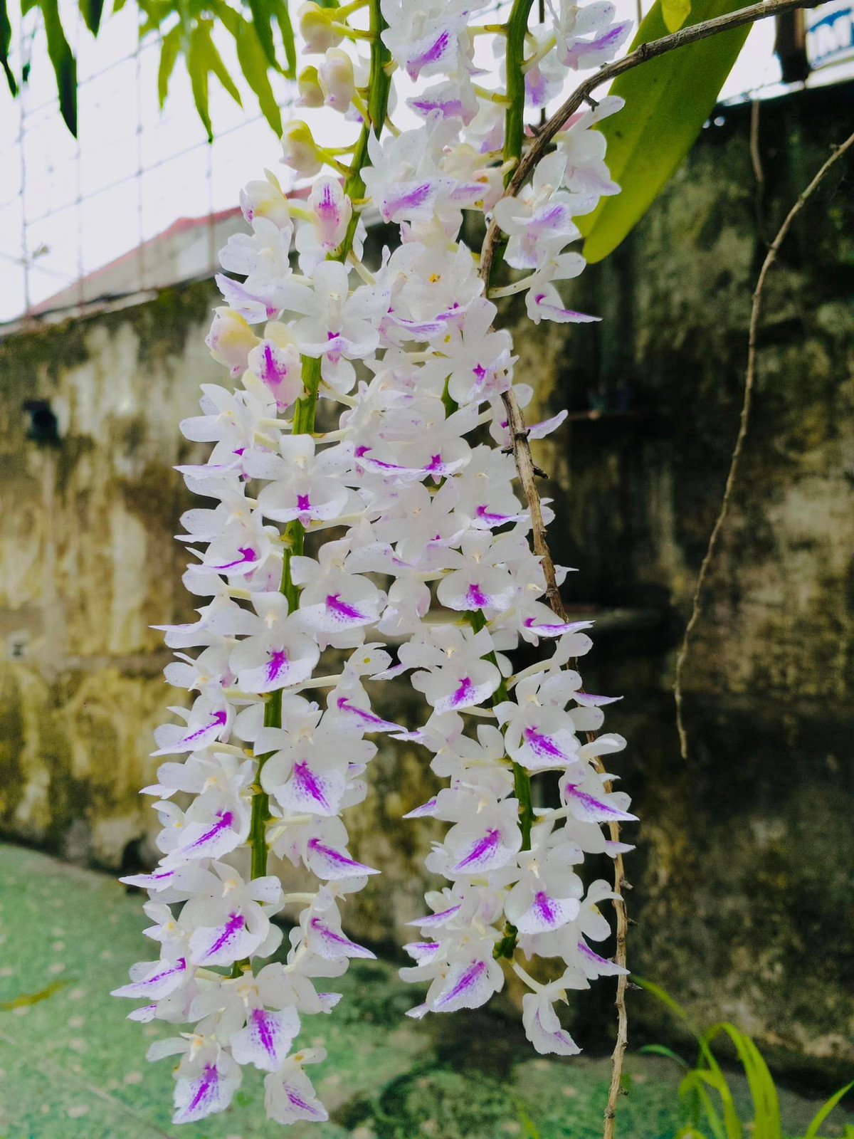 Có những giống lan con trai cố nghệ sĩ chờ 2 năm mới được ngắm hoa. Ảnh: FB Lê Hiếu