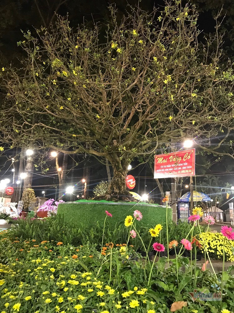 Cây mai được một ông cụ ở Đức Linh mang về từ rừng cao su khi còn là thanh niên. Sau khi cụ ông mất, cây mai được người con chăm sóc thêm khoảng 20 năm nữa. Ảnh: Vietnamnet