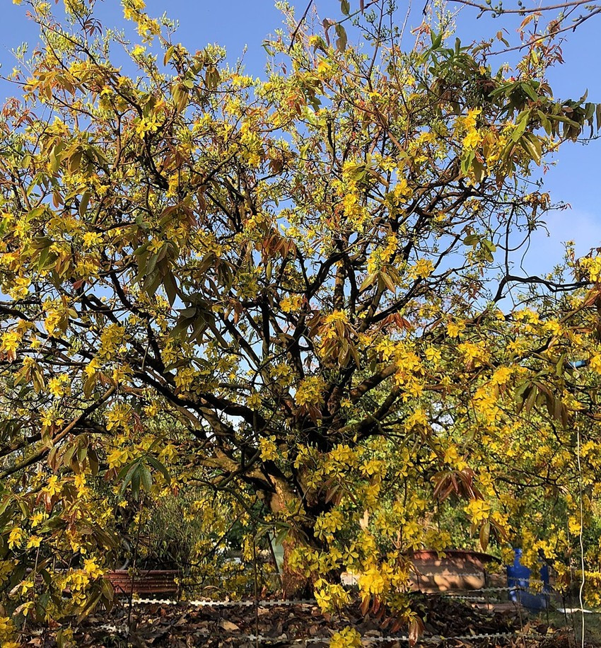 Vì thế, cây mai này ít nhất có tuổi đời hơn một thế kỷ. Ảnh: Plo