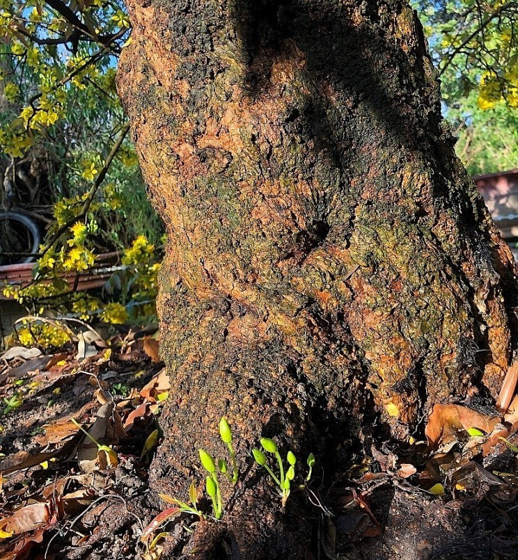 Đặc biệt, hoa mọc khắp nơi từ thân, cành thậm chí dưới rễ cũng có hoa. Ảnh: Thuonghieusanpham