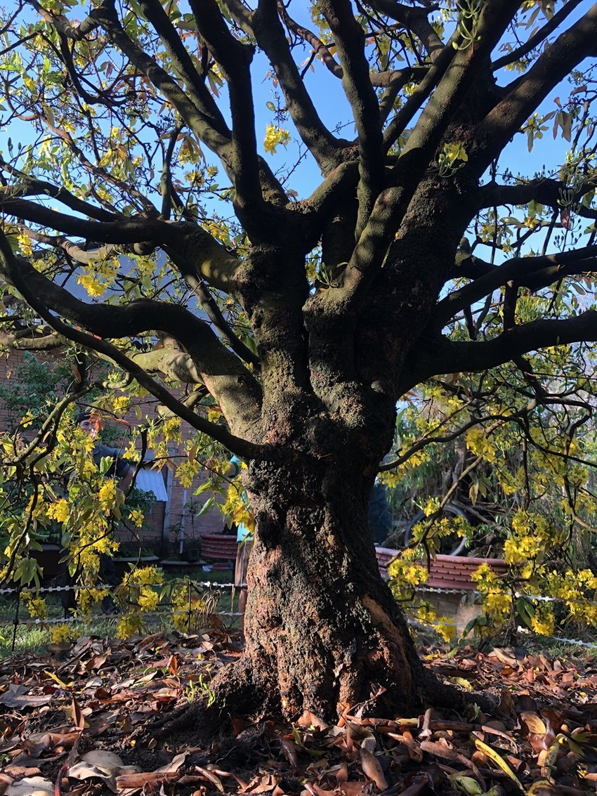 Với tuổi đời hơn 100 năm, hoành gốc lên tới 1,13 mét, tán rộng 5 mét và cao 4,5 mét. Ảnh: Plo