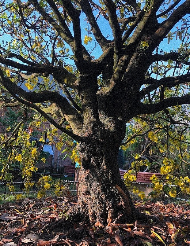 Xuất hiện trước công chúng khi tham gia triển lãm tại TP HCM hồi đầu năm 2022, cây mai cổ thụ 100 tuổi 'tiên lão giáng trần' của nghệ nhân Đặng Quang Dũng (huyện Đức Linh, Bình Thuận) đến nay vẫn khiến giới chơi cây cảnh bàn tán. Ảnh: Thuonghieusanpham