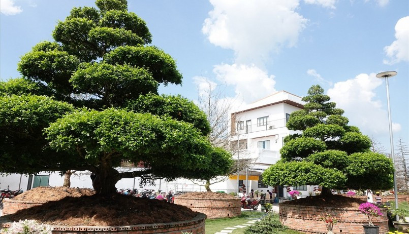 Sau đó, cây được chuyển về vườn ở TP Long Xuyên trồng và trưng bày cho người đam mê cây kiểng tham quan. Ảnh: Thuonghieusanpham