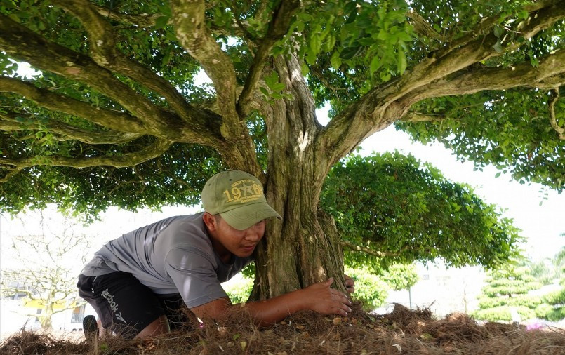 Mỗi cây được định giá lên đến 2 tỷ đồng. Ảnh: Thuonghieusanpham