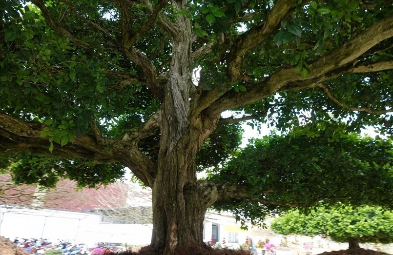 Cây nguyệt quế có dáng đẹp, hoa thơm dễ chịu nên được người miền Tây ưa thích trồng làm cảnh trong vườn nhà. Ảnh: Thuonghieusanpham