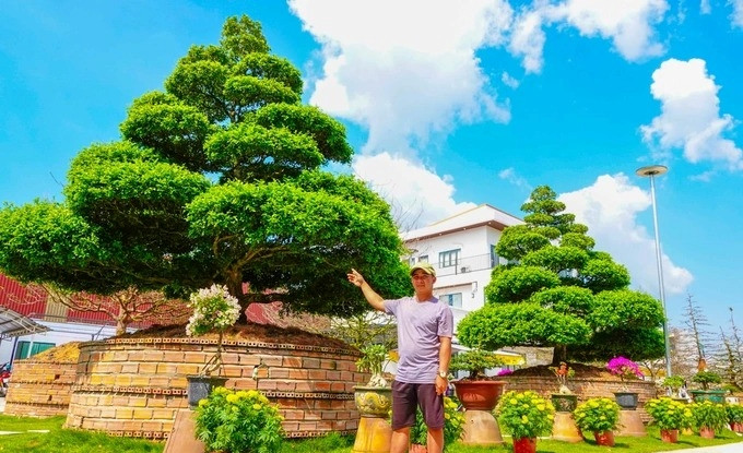 Theo chia sẻ của đại diện nhà vườn, 4 cây nguyệt quế được gia chủ “săn” tìm và mua tại tỉnh Tiền Giang năm 2022. Ảnh: Dân trí