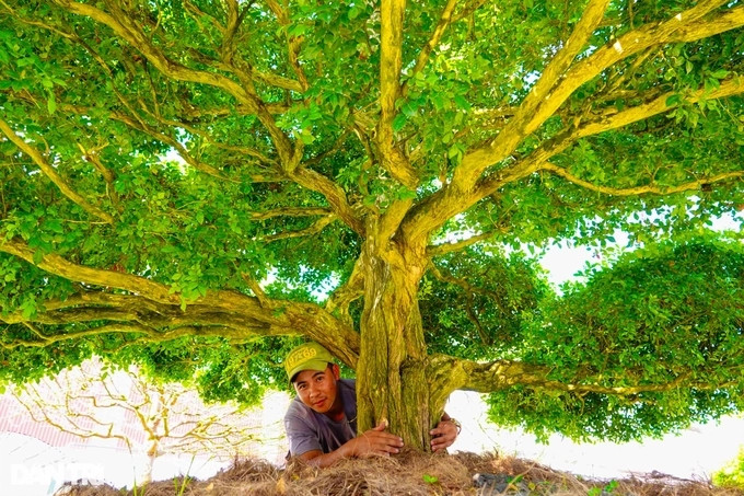 Phải mất nhiều năm mới có thể tạo ra được một tác phẩm đẹp như vậy. Ảnh: Thuonghieusanpham