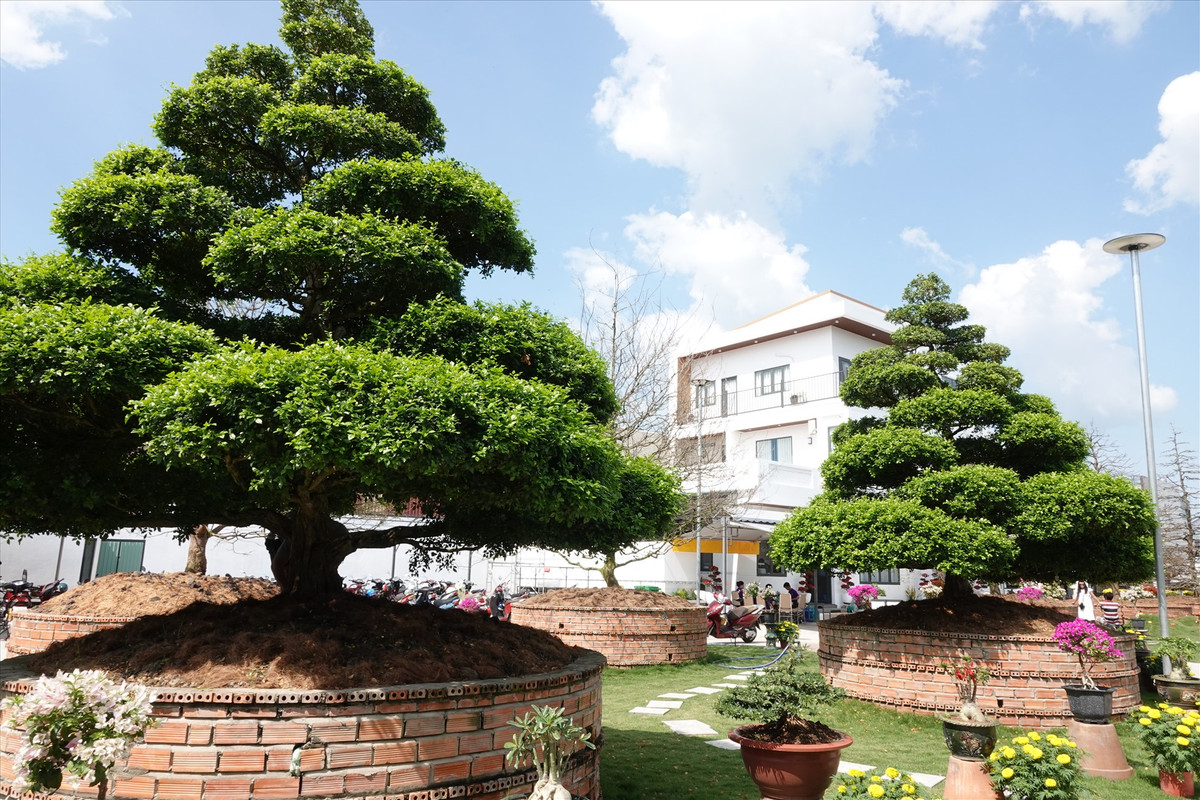 Gần đây, giới mê cây cảnh sửng sốt trước sự xuất hiện của 4 cây nguyệt quế bonsai có kích thước "siêu khủng" tại TP Long Xuyên (An Giang). Ảnh: Lao động