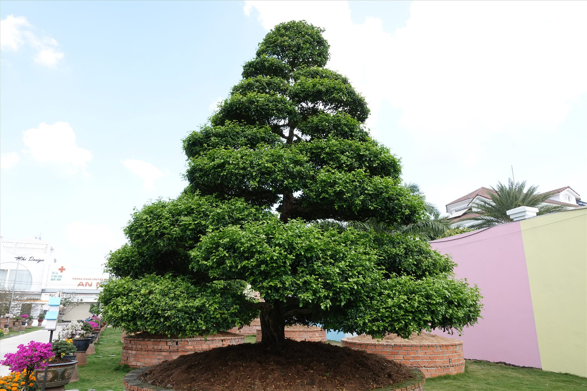 4 cây nguyệt quế bonsai có chiều cao đồng đều lên tới 7m, bề hoành gốc 1,2 m. Ảnh: Lao động