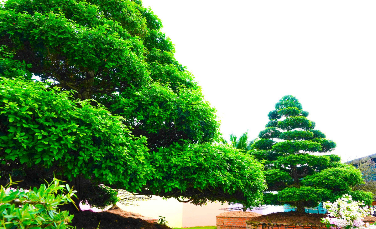 Cây nguyệt quế có dáng thông, được uốn theo lối tứ diện, trong đó có 2 cây 27 mâm và 2 cây 29 mâm. Ảnh: Dân trí