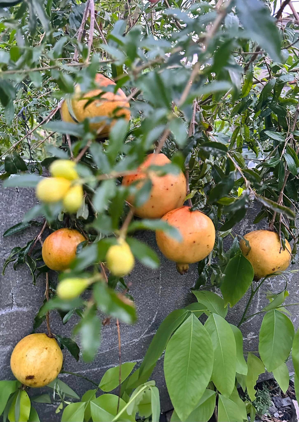 Cây lựu sai trĩu cành.