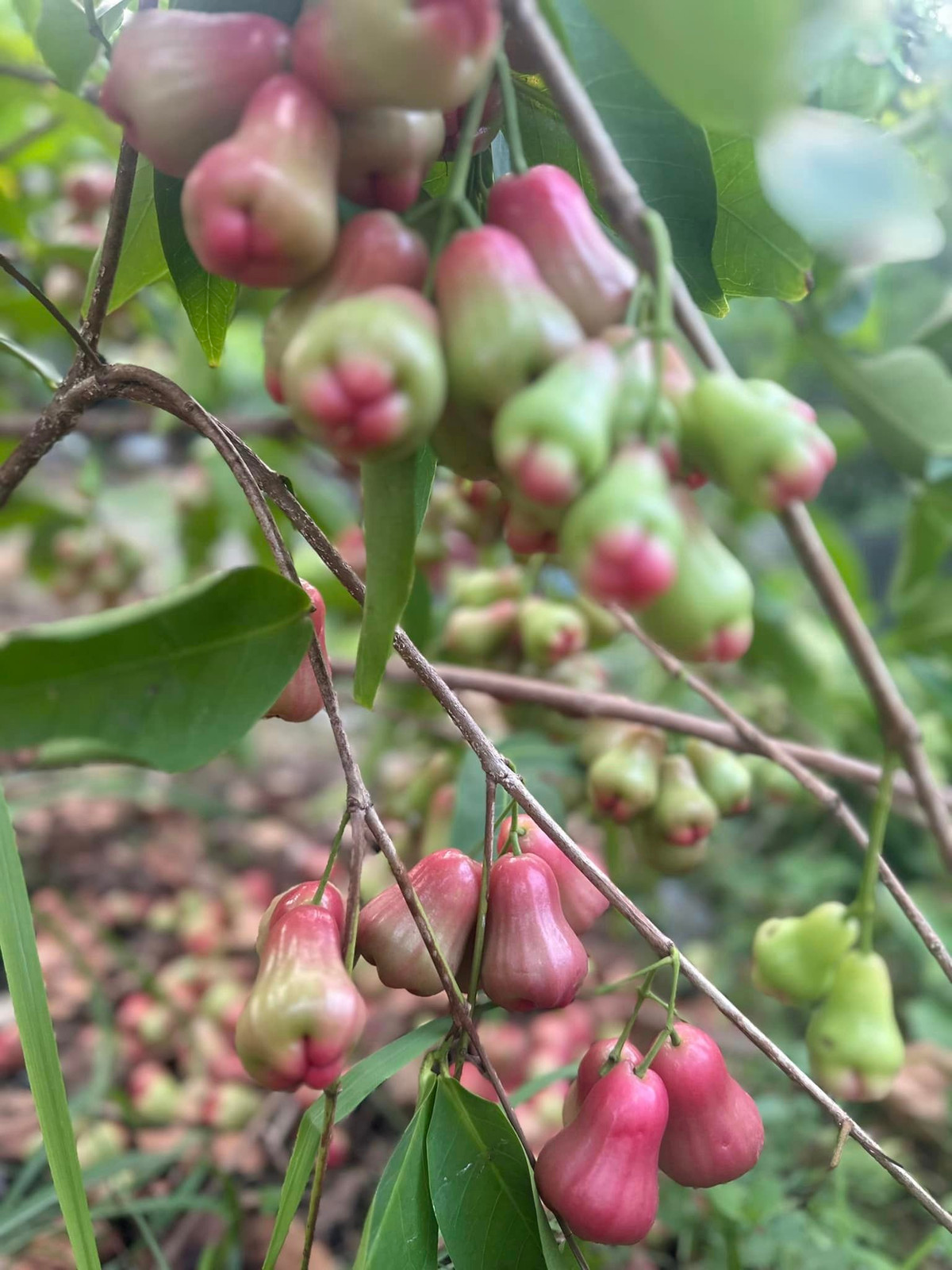 Cành roi lúc lỉu quả. Nguồn ảnh: FBNV