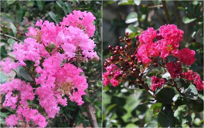 Tường vi sai hoa và nở nhiều lần trong năm, nhìn thích mắt.