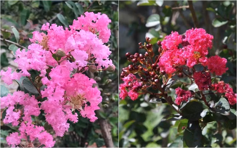 Tường vi sai hoa và nở nhiều lần trong năm, nhìn thích mắt.