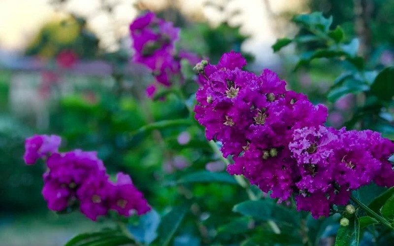 Bộ sưu tập hoa tường vi trong vườn nhà Mỹ Lệ đủ màu từ hồng đậm đến hồng nhạt đến tím, đỏ, cam...