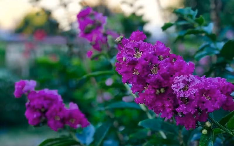 Bộ sưu tập hoa tường vi trong vườn nhà Mỹ Lệ đủ màu từ hồng đậm đến hồng nhạt đến tím, đỏ, cam...