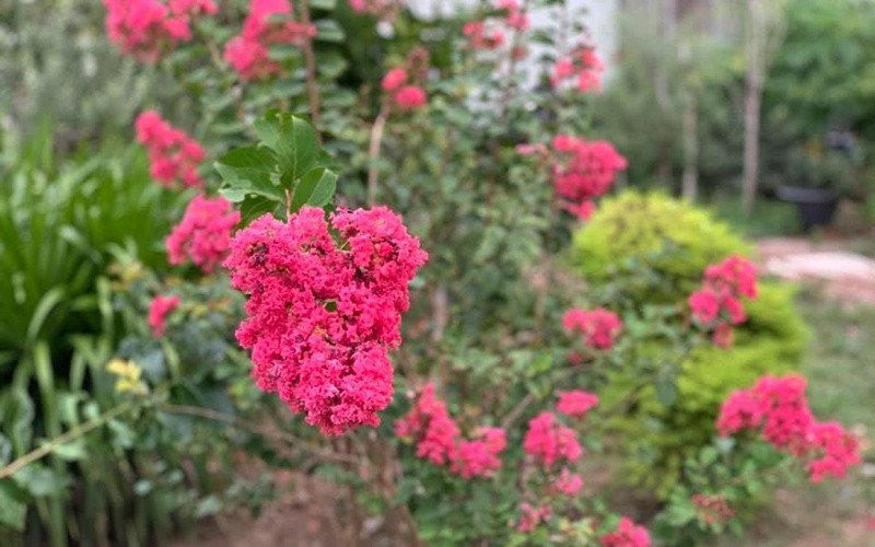 Mỹ Lệ từng nhiều lần thích thú khoe hoa tường vi nhà mình, nhất là vào dịp hè.