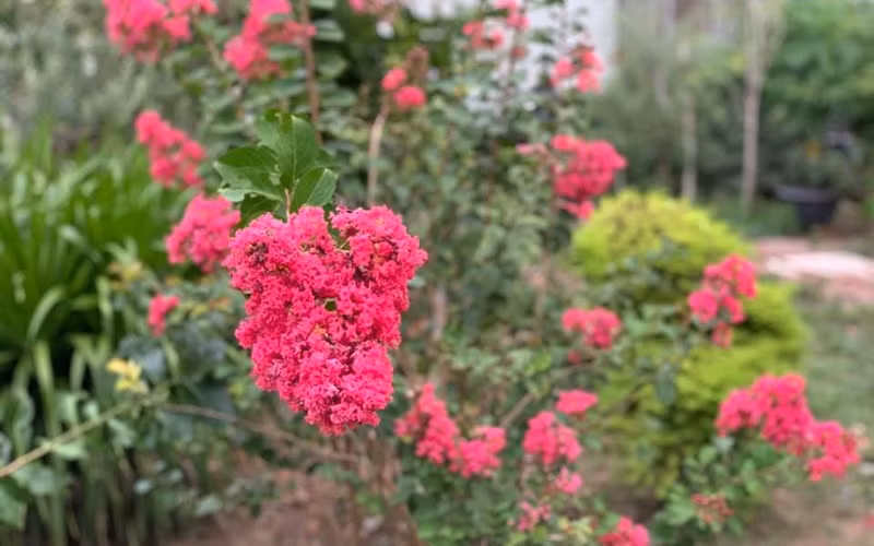 Mỹ Lệ từng nhiều lần thích thú khoe hoa tường vi nhà mình, nhất là vào dịp hè.