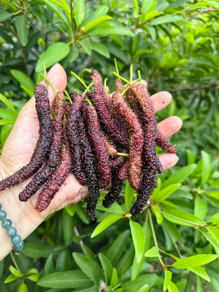 Dâu tằm Đài Loan ngọt thơm như mật ong.