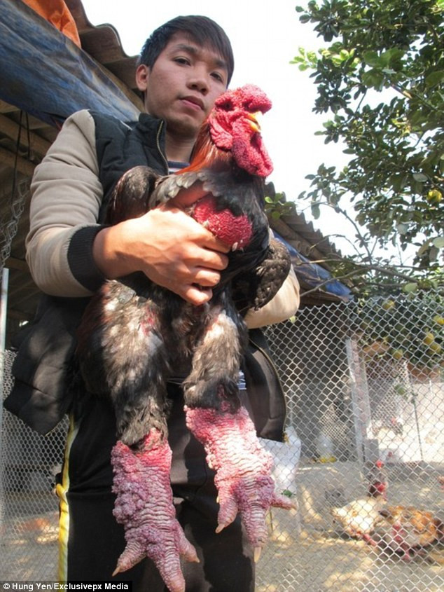 Một con gà Đông Tảo hạng A có đôi chân vảy thịt, kích thước chân lớn, các hình thức bên ngoài phải hoàn hảo. Ảnh: DM