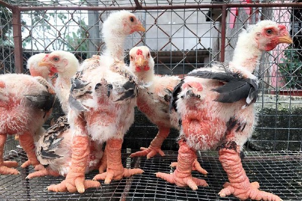 Để nuôi được những chú gà Đông Tảo đẹp, người chủ phải rất kỳ công, từ khâu chọn giống đến chăm sóc. Chuồng nuôi gà làm bằng tre, nứa... có hướng quây về phía đón nắng nhưng không nên gắt quá. Ảnh: Internet