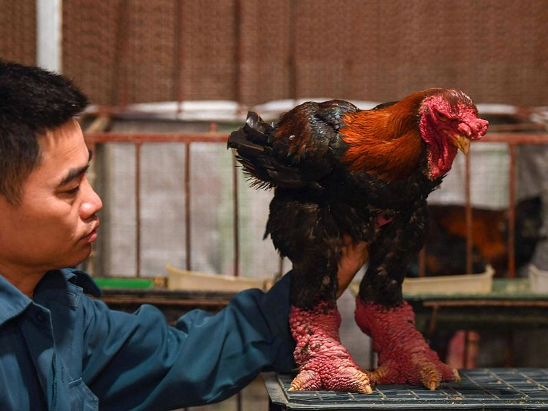 Chuồng phải thiết kế cao ráo, sạch sẽ, tránh ẩm ướt gây bệnh cho gà. Ảnh: Gulf News