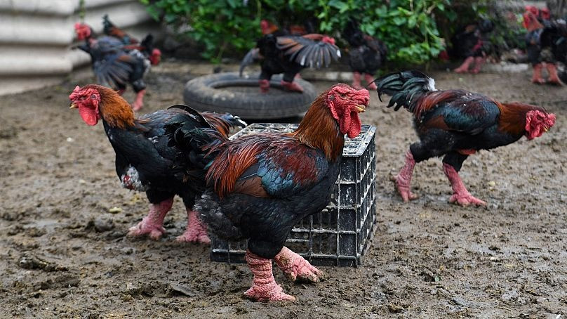 Gà Đông Tảo có nguồn gốc từ huyện Khoái Châu, tỉnh Hưng Yên. Xưa kia, đây vốn là giống gà quý dùng để tiến vua. Ngày nay, gà Đông Tảo trở thành đặc sản đắt tiền chỉ dành cho "giới nhà giàu". Ảnh: Euronews