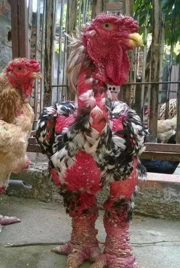 Chẳng hạn, trọng lượng phải đặt chuẩn từ 4,5 đến 5 kg. Hình thái con vật cao to và oai phong. Đó là những yếu tố quan trọng quyết định giá trị của một con gà. Ảnh: Reddit