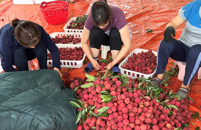 Mới đây, thông tin Công ty TNHH Nông nghiệp công nghệ cao Hồ Gươm - Sông Âm tung (thuộc Tập đoàn Hồ Gươm) tung ra thị trường lứa vải thiều không hạt đầu tiên và xuất khẩu sang Nhật và Anh hơn 1 tấn vải thiều không hạt thu hút sự chú ý đặc biệt trên thị trường. Ảnh: Plo
