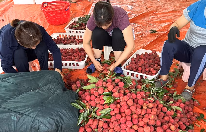 Mới đây, thông tin Công ty TNHH Nông nghiệp công nghệ cao Hồ Gươm - Sông Âm tung (thuộc Tập đoàn Hồ Gươm) tung ra thị trường lứa vải thiều không hạt đầu tiên và xuất khẩu sang Nhật và Anh hơn 1 tấn vải thiều không hạt thu hút sự chú ý đặc biệt trên thị trường. Ảnh: Plo