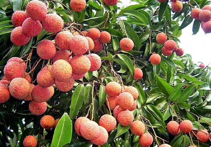 Ước tính sản lượng thu hoạch vải không hạt khoảng 20 tấn, với giá bán buôn khoảng 170.000 đồng/kg. Ảnh: Tập đoàn Hồ Gươm