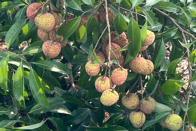 Hiện nay vải không hạt của công ty đã có mặt tại nhiều thị trường lớn trong nước như: Hà Nội, TP HCM...Ảnh: Người lao động