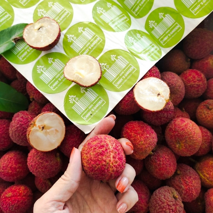 Đây là loại vải đặc biệt với đặc thù không hạt (hoặc nếu có hạt thì cũng rất bé và lép). Quy trình chăm sóc giống vải này ũng rất đặc biệt, đáp ứng đủ tiêu chí khắt khe của các thị trường khó tính trên thế giới. Ảnh: VTCNews