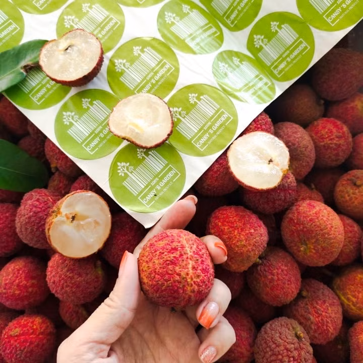 Đây là loại vải đặc biệt với đặc thù không hạt (hoặc nếu có hạt thì cũng rất bé và lép). Quy trình chăm sóc giống vải này ũng rất đặc biệt, đáp ứng đủ tiêu chí khắt khe của các thị trường khó tính trên thế giới. Ảnh: VTCNews