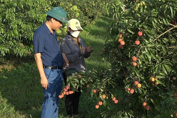 Vải thiều không hạt đáp ứng quy trình xuất khẩu VietGAP, GlobalGAP. Ảnh: Báo dân tộc