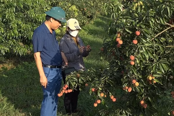 Vải thiều không hạt đáp ứng quy trình xuất khẩu VietGAP, GlobalGAP. Ảnh: Báo dân tộc