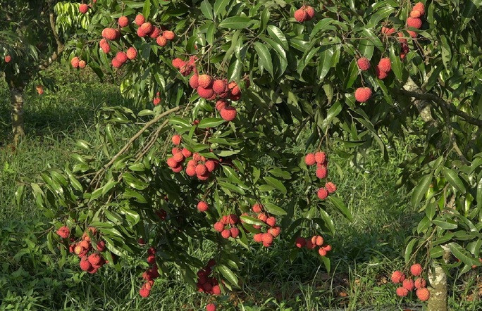 Vải không hạt được đánh giá là có vị ngọt thanh, ít đường, rất tốt cho sức khỏe người sử dụng. Ảnh: Người lao động